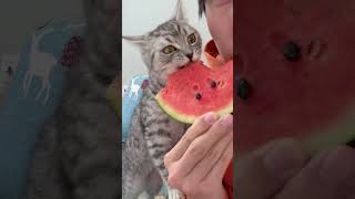 The kitten suddenly eat watermelon flesh and its eyes✨✨✨✨