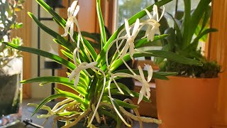 Neofinetia Falcata Blooms