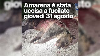 Cosa è successo all'orsa Amarena, uccisa a fucilate da un 56enne