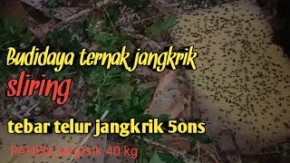 BELAJAR BUDIDAYA TERNAK JANGKRIK || tebar telur jangkrik 5ons, panen jangkrik 40kg