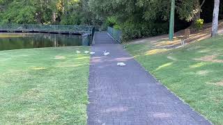 Vlog # 33.. Along the Lagoon of Hamilton Garden