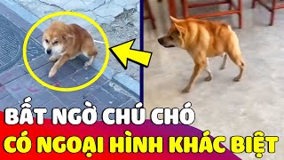 Chú chó có NGOẠI HÌNH KHÁC LẠ khiến nhiều người ngạc nhiên cho đến khi biết được SỰ THẬT 😅 Gâu Đần