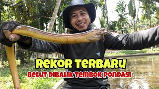 Jangan spelekan‼️Lubang belut dibalik tembok pondasi segera ambil pancingmu#SF164 REKOR TERBARU 2024