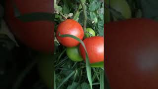 Homegrown tomatoes #shorts #youtubeshorts