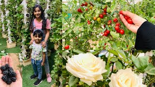 Strawberry farm in Riyadh | Cherry tomato | Rose garden | Tourists place in Saudi Arabia | Riyadh |