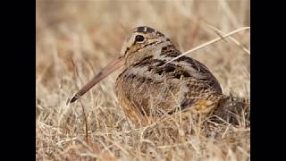 Meet The American Woodcock