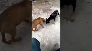 cute puppy video pyara kuta ka bachha |#love#dog#animals#little#baby#shorts@singhsarkar6290