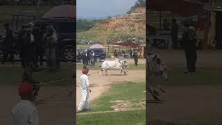 bull race