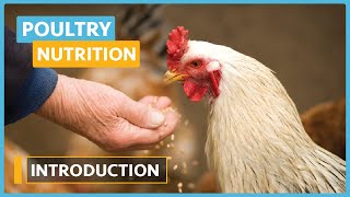 Poultry Nutrition (Lesson 1) - Introduction To Poultry Nutrition