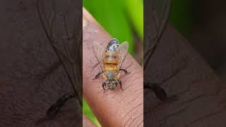 Do the bee venom very poisonous #sting #poison #short