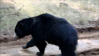 Sloth Bear Crosses Our Safari Jeep Twice: From 'That Far' to 'This Close'! Ranthambore Tiger Reserve