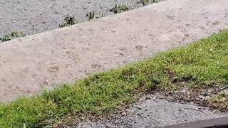 A Sudden Hailstorm in Mission/Palmhurst, TX