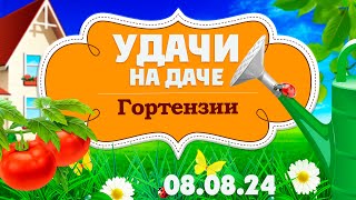 Удачи на даче. Гортензии разных сортов (08.08.2024)