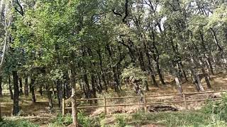 Final de verano verde en la montaña, con un día muy agradable