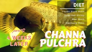 TIPS & TRICKS || BABY CHANNA PULCHRA (PEACOCK SNAKEHEAD) - 4 WEEKS LATER || PREDATOR FISH || PART 2