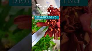 Gardening Tips : Deadheading Flowers #short #gardeningtips #plants #gardeningshorts #gardening