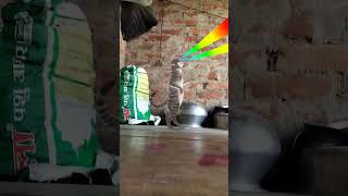 cat 😺 funny # dance 😂 viral # video 📷 trending # shorts 🩳