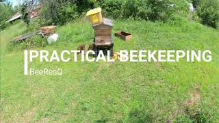 Haven Park Apiary goes to school...