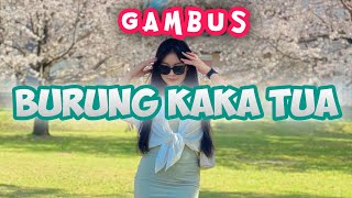 GAMBUS BURUNG KAKA TUA