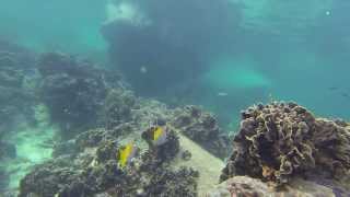 Koh Tao freediving (attempt #3)