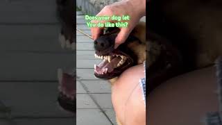 Does your dog let you do like this? #comment#like#subscribe#animals#dog