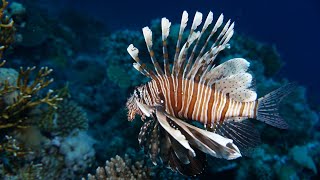 Divers Fight the Invasive Lionfish #Lionfish #InvasiveSpecies #shorts #beautyofnature #mamals #fish