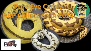 Breeding Ball Pythons; The ARP Collection 2024