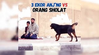 Kekuatan Keyakinan 🐕🐕🐕 Mengalahkan 3 Ekor Anj*ng