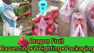 Dragon fruit harvesting |Dragon fruit farming|Dragon fruit size| Kisan Mitra