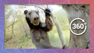 Black Bear Encounter in the Wild - Episode 2 | Wildlife in 360 VR