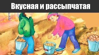 Какой сорт картофеля выбрать в 2024? Самый вкусный и рассыпчатый!