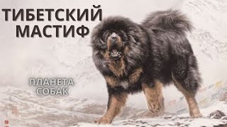 САМАЯ редкая порода собак - Тибетский мастиф #мастиф #собака #pets #пес #рекомендации #планета