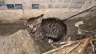 The abandoned kitten trembled in a corner, but after careful care, he chose to trust humans again.❤️