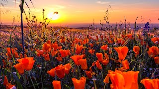 Wildflowers of Arvin