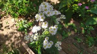 Bellis Perennis