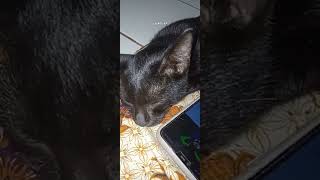 KUCING HITAM yang MANIS