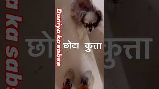 Itna chhota kutta..😳😳,#mini dog,words smallest dog,#shorts ,#trending