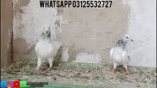 Sialkoti Moti Walay Kabootar | Aqeel Pigeon Master | Pigeons