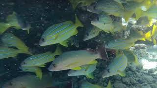 Snorkeling Shell Island Panama City Beach Florida