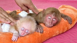 Bibi and the baby monkey receive special massage and care from Dad!