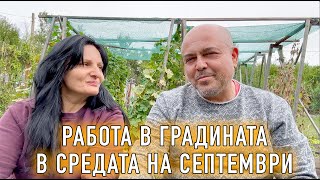 Как да ускорим узряването на доматите? Градината ни през септември.