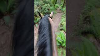 Trail Ride Grand Forest North