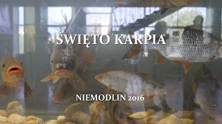 ŚWIĘTO KARPIA w Niemodlinie - relacja filmowa