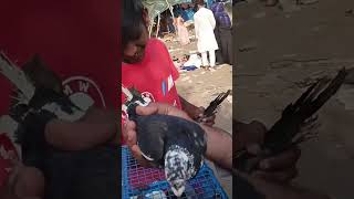 🕊Jama Masjid kabootar Market Delhi🕊