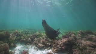 SWIMMING WITH SEA LIONS ON THE TRUE NORTH