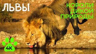 ЛЬВЫ - Короли дикой природы Африки - Документальный фильм в 4К