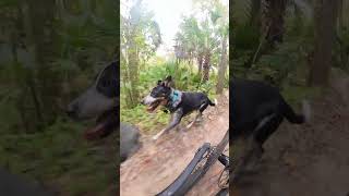 Popeye the #traildog #mtb #blueheeler #cattledog #insta360