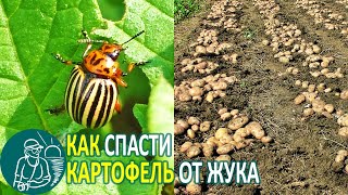 Справились с колорадским жуком до посадки! 🥔 Выращивание картофеля по технологии Гордеевых