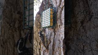 Nuttall's Woodpecker🐦Afternoon Suet Peck #nuttallswoodpecker