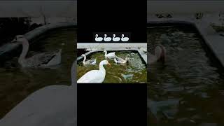 🦢🦢White Swans🦢🦢 #shortsvideo #swans